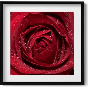 Obraz Obraz na zeď v černém rámu Detail červené růže s rosou 50x50 cm