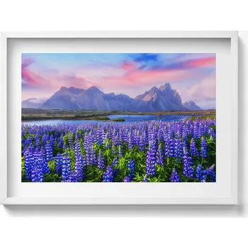 Obraz Obraz s bílým rámem a grafikou na zeď Levandulová pole - Island (70x50 cm)