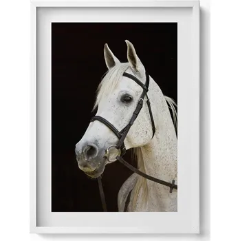 Obraz Moderní nástěnná dekorace obraz v bílém rámu Bílý hřebec kůň 50x70 cm