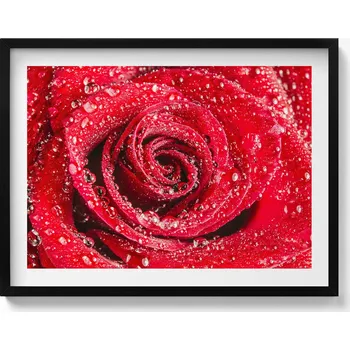 Obraz Obraz s rámem a grafikou na zeď Rosa na okvětních lístcích červené růže 80x60 cm