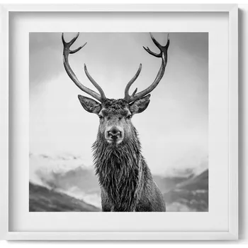 Obraz Elegantní obraz v bílém rámu Černobílé zvíře jelen 50x50 cm