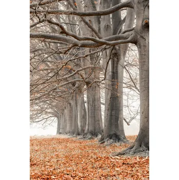 Obraz Plakát Stromy v řadě - oranžové listí bez rámu 30 x 45 cm