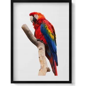Obraz Dekorativní obraz na zeď do pokoje Barevný papoušek ara na větvi 50x70 cm