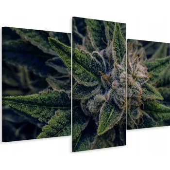 Obraz Obraz Triptych Konopí LISTY Zeleň Makro 120x80