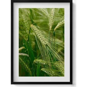 Obraz Dekorativní nástěnný obraz v černém rámu do obýváku – Letní klasy trávy, 50x70 cm