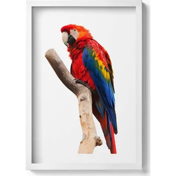 Obraz Závěsný obraz rámeček bílé barvy Barevný papoušek ara na větvi 40x60 cm