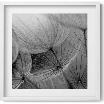 Obraz Závěsný obraz v bílém rámu Černobílý detail na pampeliška 50x50 cm