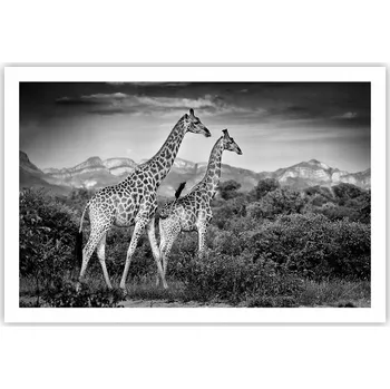 Obraz Obraz plakát do obýváku ložnice 91x61 žirafa foto na zeď bez rámu