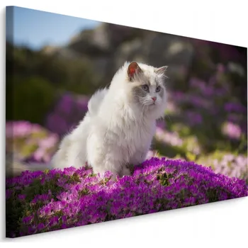 Obraz Obraz na plátně KOT Mazlíček Příroda Krajina 3D 70x50