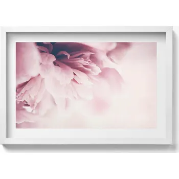 Obraz Elegantní obraz v bílém rámu Detail pivoňkových lístků 60x40 cm
