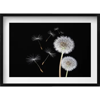 Obraz Dekorativní nástěnný obraz v černém rámu s grafikou Dvě pampelišky 70x50 cm