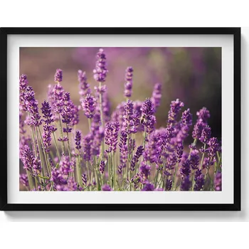 Obraz Nástěnný dekorativní obraz v rámu s grafikou Kvetoucí levandulová louka 80x60 cm