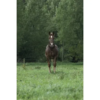 Obraz Plakát Kůň stojící na poli bez rámu 20 x 30 cm