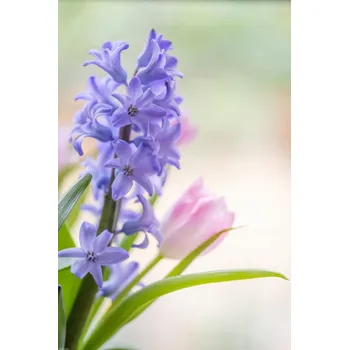 Obraz Plakát Hyacint a tulipány zblízka bez rámu 40 x 60 cm