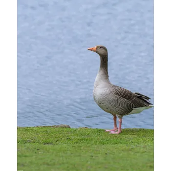 Obraz Plakát Husa bez rámu 40 x 50 cm