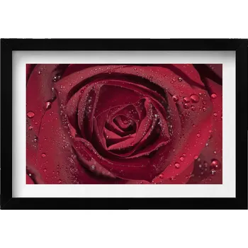 Obraz Stylový obraz v černém rámu Detail červené růže s rosou 30x20 cm