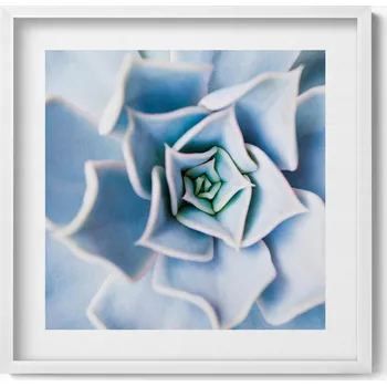 Obraz Obraz s bílým rámem na zeď do obýváku Rostlina květ 50x50 cm