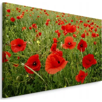 Obraz Obraz Canvas Divoké VLČÍ MÁKY na Louce Příroda 3D 40x30