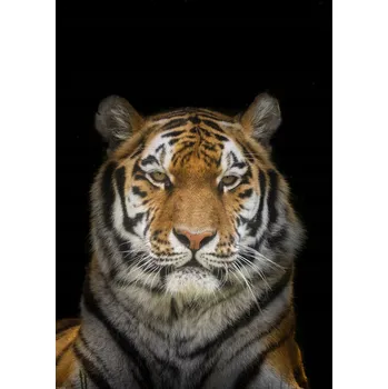 Obraz Plakát Tygr bez rámu 50 x 70 cm