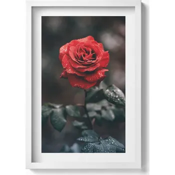 Obraz Nástěnný obraz v bílém rámu, dekorace interiéru - Červený květ růže 40x60 cm