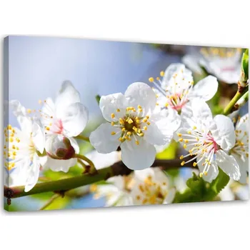 Obraz OBRAZ NA PLÁTNĚ Jabloňový Květ Příroda 120x80