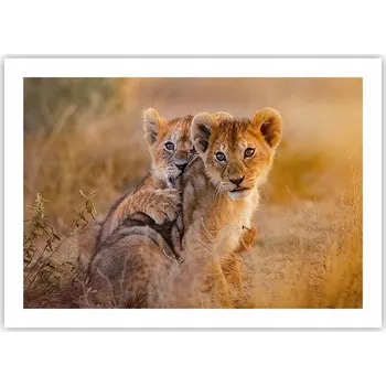 Obraz Plakát bez rámu do obývacího pokoje ložnice 70x50 zvířata moderní módní obraz