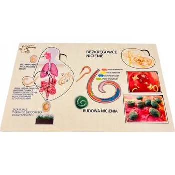 Dřevěná hračka Hlístice, dřevěná skládačka, zajímavosti o hlísticích, biologická pomůcka