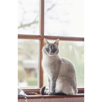 Obraz Plakát Kočka na parapetu okna bez rámu 53 x 81 cm