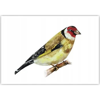 Obraz Plakát na zeď bez rámu 100x70 stehlík obraz plakáty do obýváku ložnice