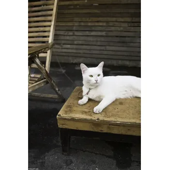 Obraz Plakát Kočka sedící na stole bez rámu 20 x 30 cm