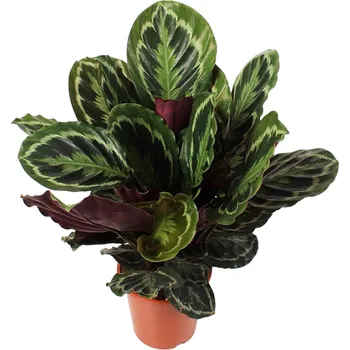 Calathea Medallion