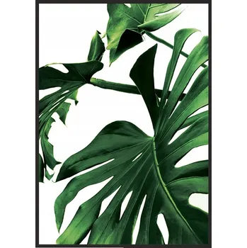 Obraz OBRAZ, PLAKÁT V RÁMU 33x43 cm Monstera P842