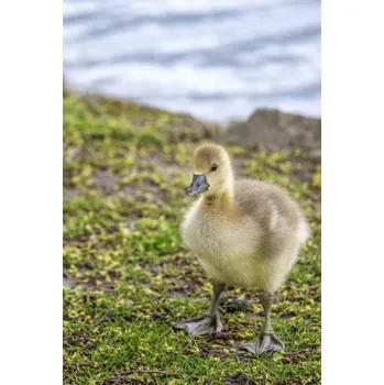 Obraz Plakát Gosling bez rámu 61 x 90,5 cm