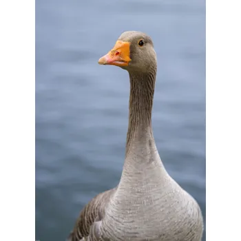 Obraz Plakát Husa bez rámu 64 x 90 cm