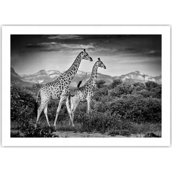 Obraz Plakát bez rámu do obýváku ložnice 70x50 žirafa moderní módní obraz