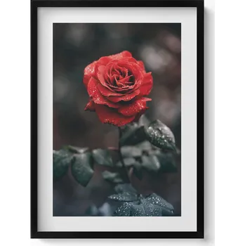 Obraz Nástěnný dekorativní foto obraz v černém rámu Červená květina růže 50x70 cm