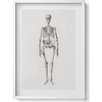 Obraz Dekorativní obraz v rámu do obýváku Skica ilustrace kostry 50x70 cm