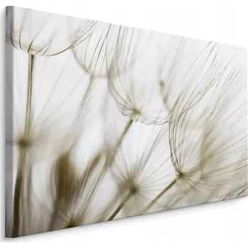 Obraz Obraz Semena Pampelišky 70x50 /180759298