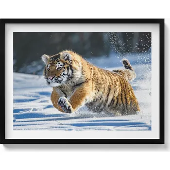 Obraz Dekorativní obraz na zeď do obýváku kuchyně Huňatý tygr ve sněhu 80x60 cm