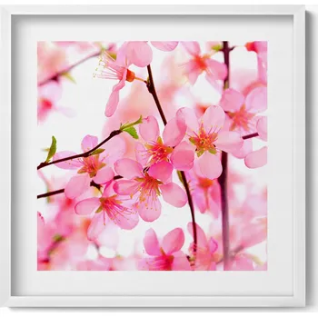 Obraz Obraz grafika v bílém rámu Růžové jarní květy na větvích 50x50 cm