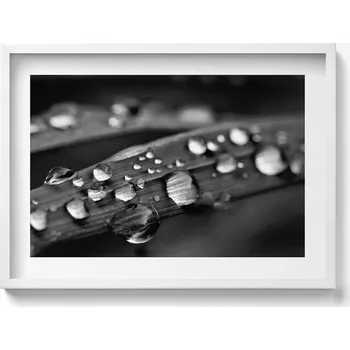 Obraz Obraz v rámu na zeď do obýváku List Rosa Černobílý 70x50 cm