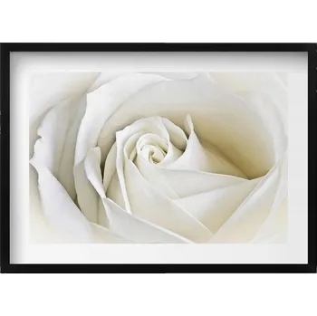 Obraz Dekorativní nástěnný obraz do pokoje Jemné okvětní lístky bílé růže 70x50 cm