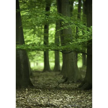 Obraz Plakát Stromy v lese na jaře bez rámu 21 x 29,7 cm