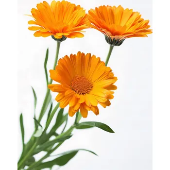 Plakát Plakát Sluneční měsíčky bez rámu 61 x 90,5 cm