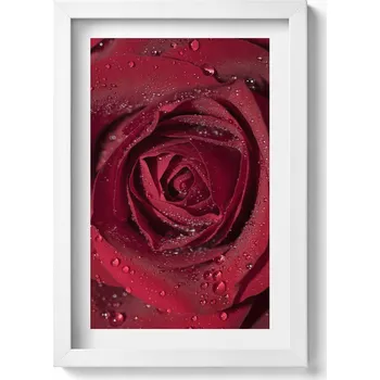 Obraz Obraz v bílém rámu do obýváku Detail červené růže v rose 20x30 cm