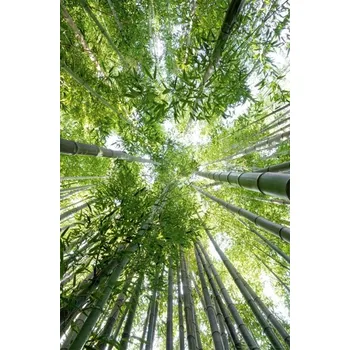 Obraz Plakát Bambusový les bez rámu 115 x 161 cm