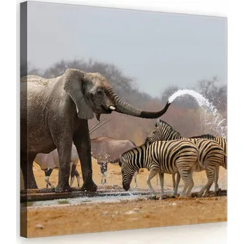 Obraz OBRAZ NA PLÁTNĚ 80x80 ZEBRA SE SLONEM A ZEBROU