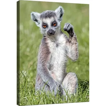 Obraz OBRAZ NA PLÁTNĚ CANVAS 60x80 LEMUR ZVÍŘE FAUNA