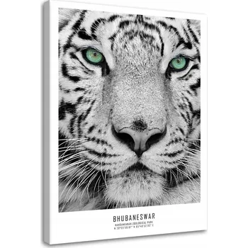 Obraz Obraz na plátně bílý tygr 40x60