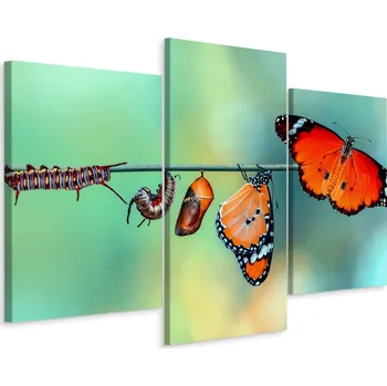 Obraz Obraz Tryptyk MOTYLE Housenky Makro 3D 60x40